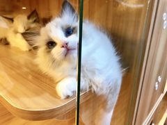 -猫十亿·布偶金渐层·曼基康矮脚猫舍(青年路店)