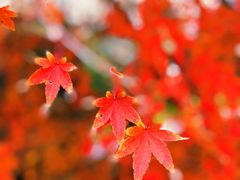 -顾村公园
