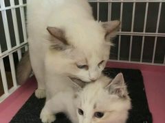 -Bastet sally猫舍购宠(静安店)