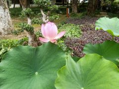 -东山雕花楼