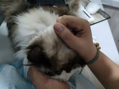 -A猫a狗全科·犬猫异宠·芥西宠物医院(南开总院)