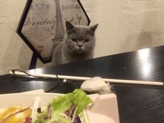 -猫小院猫主题咖啡厅(北锣店)
