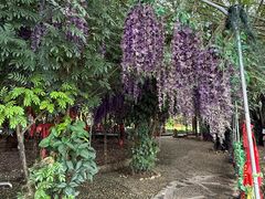 -瑞丽独树成林风景区