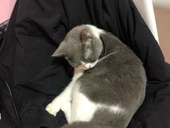 -李小姐の猫咖啡馆(五角场店)