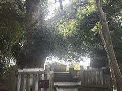 -八大山人梅湖景区