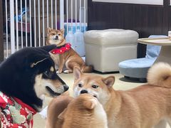 -逗柴咖啡屋·狗咖猫咖宠物桌游