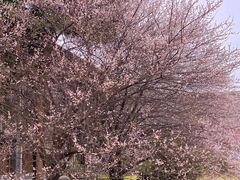 -国际非物质文化遗产博览园