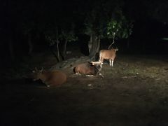 -清迈夜间动物园