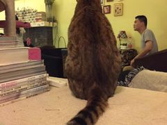 猫色咖啡-猫色咖啡·猫咖