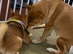 -逗柴咖啡屋·狗咖猫咖宠物桌游