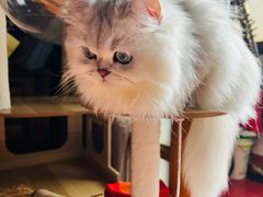 -欣宠猫屋·矮脚拿破仑·蓝金金渐层