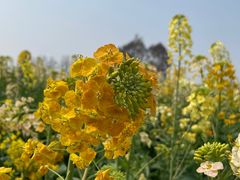 -中国天府农业博览园