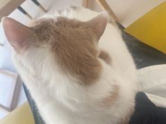 -猫在这儿猫咪咖啡馆·撸猫馆