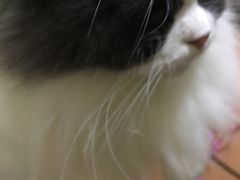 -李小姐の猫咖啡馆(五角场店)