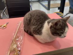 -佳怡动物医院·平价24小时·猫专科骨外科