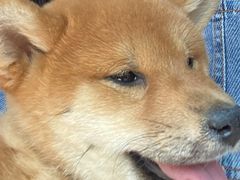 -中环花鸟鱼虫市场