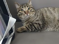 -瑞派伍一宠物医院·眼科·骨科·猫科转诊中心(马王堆院)