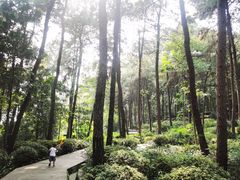 -铁山坪森林公园