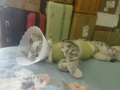 -宠福鑫动物医院(城北分院)