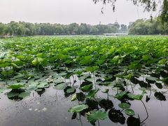 -长春市南湖公园