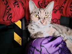 -顺风123(观音桥大融城店)