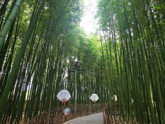 -陈家山荷花公园