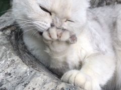 -喵屿·大理花园猫咖