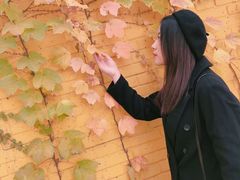 -三里屯东五街银杏大道