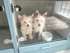 -萌宠之家·腊肠犬·马尔泰·小体犬舍