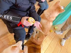 -喜柴咖啡·柴犬狗咖