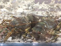 -盒马鲜生(曜一城店)