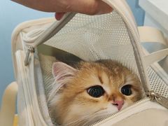 -贝康宠物医院·犬猫全科·小动物特色诊疗中心(东环路店)
