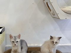 -楼上猫咖(罗湖店)