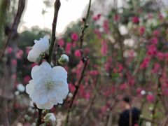 -桃花涧