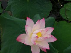 -泰州凤城河风景区-泰山公园