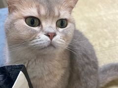 -逗柴咖啡屋·狗咖猫咖宠物桌游