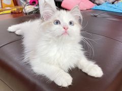 -lincat·猫舍(广州店)