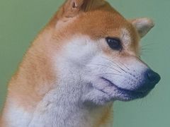 -柴源莊·柴小宠柴犬咖啡