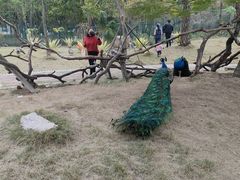 -灵玲国际马戏城
