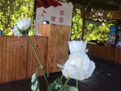 -亚龙湾国际玫瑰谷