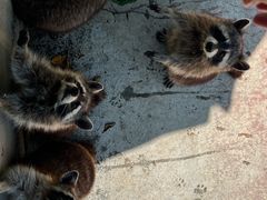 -泉州海丝野生动物世界