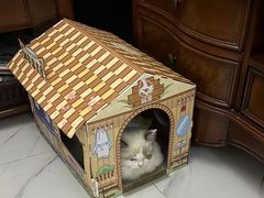 -momokira米努特·德文卷毛猫·棉花面纱犬