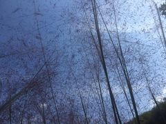 -宁波浙东大竹海景区