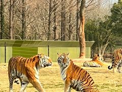 -上海野生动物园