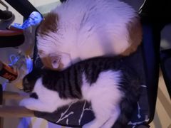 -平行世界·猫咖(首经贸店)