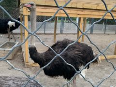 -长白岛森林公园