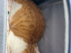 -纳吉亚猫专科动物诊疗中心(蒋宅口分院)