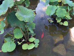 iphone_upload_pic-陆地游轮吉林神农温泉