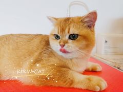 -十年猫舍·猫咪专门店(普陀店)