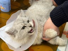-美联众合动物医院·24h京西诊疗中心